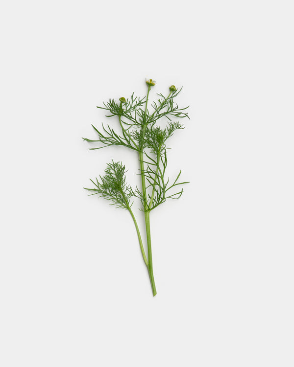 Fennel herb sprig with delicate green fronds and buds on light gray — botanical fragrance ingredient editorial