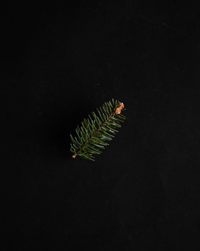 Single fir spruce sprig with tiny amber buds isolated on deep matte black background — botanical fragrance ingredient editorial
