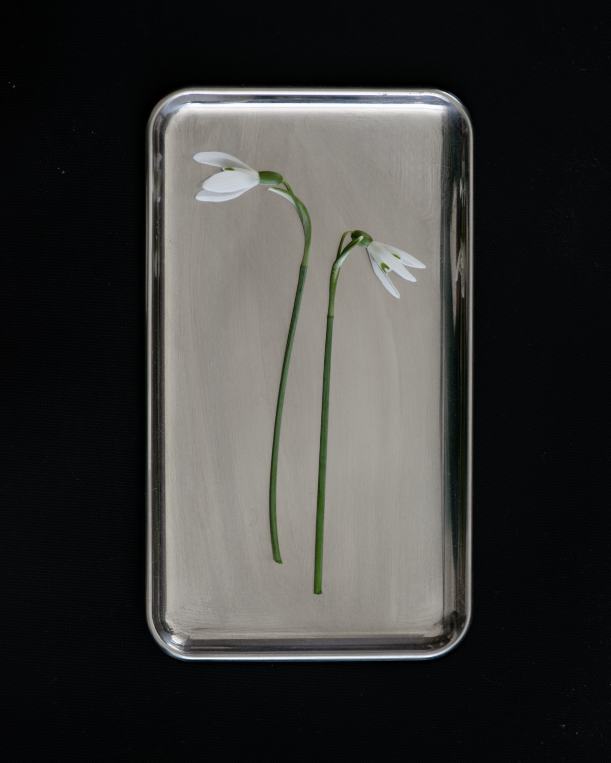 Two snowdrop flowers on a 2 Note silver rectangular tray against matte black background — minimal botanical spring editorial