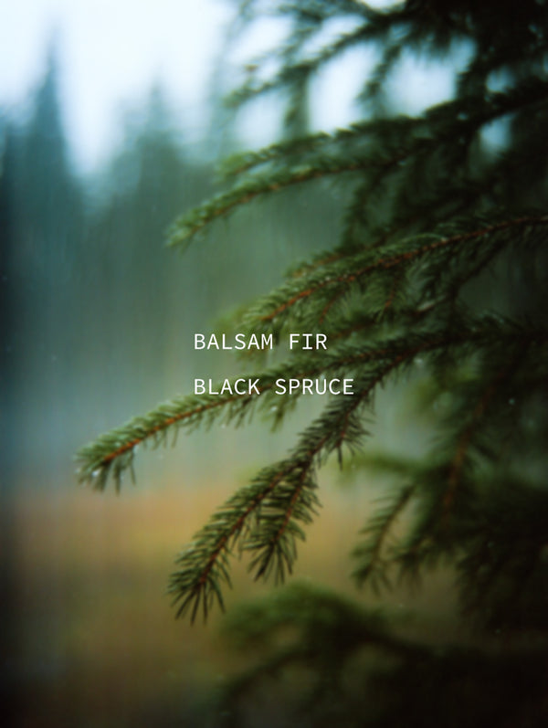Balsam Fir