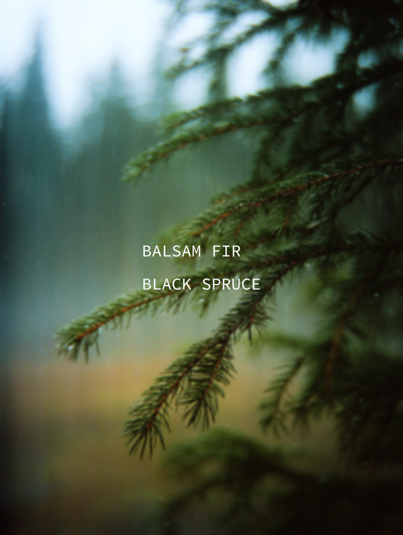 Balsam Fir